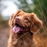 dog with its tongue out