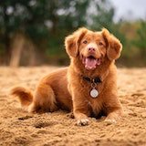 dog sitting with its tongue out