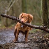 dog holding a stick with its mouth